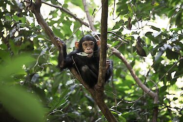 Tag 2: Schimpansen im Gombe-Stream-Nationalpark