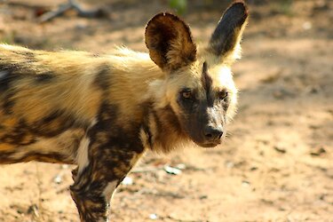 Tag 6: Tierbeobachtungen auf eigene Faust