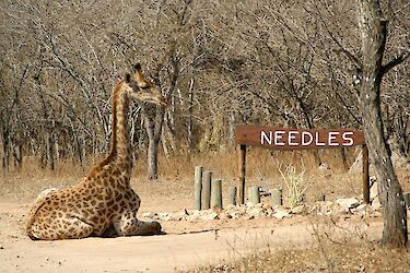 Needles Safari Lodge