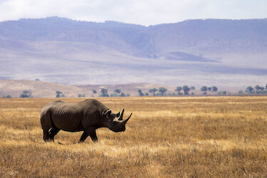Nashorn im Ngorongoro-Krater