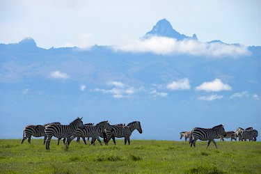 Zebras vor der Shilouette des Mount Kenia