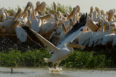 Pelikan schwingt sich in die Luft des Djoudj-Nationalparks