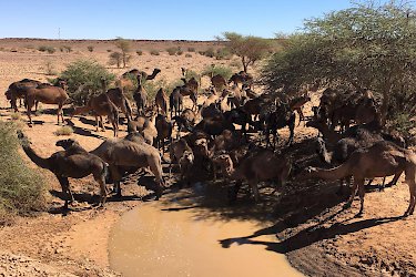 Kamele beim Trinken in der Wüste