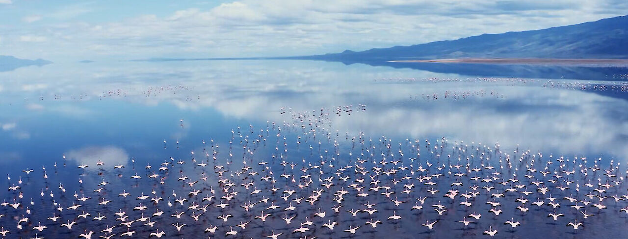 Lake Natron Flamingos