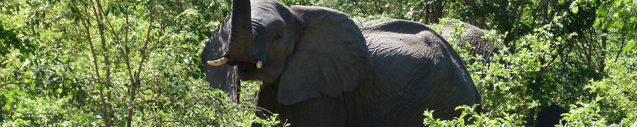 Elefant grüßt uns freundlich durch die Büsche