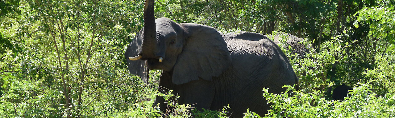 Elefant grüßt uns freundlich durch die Büsche