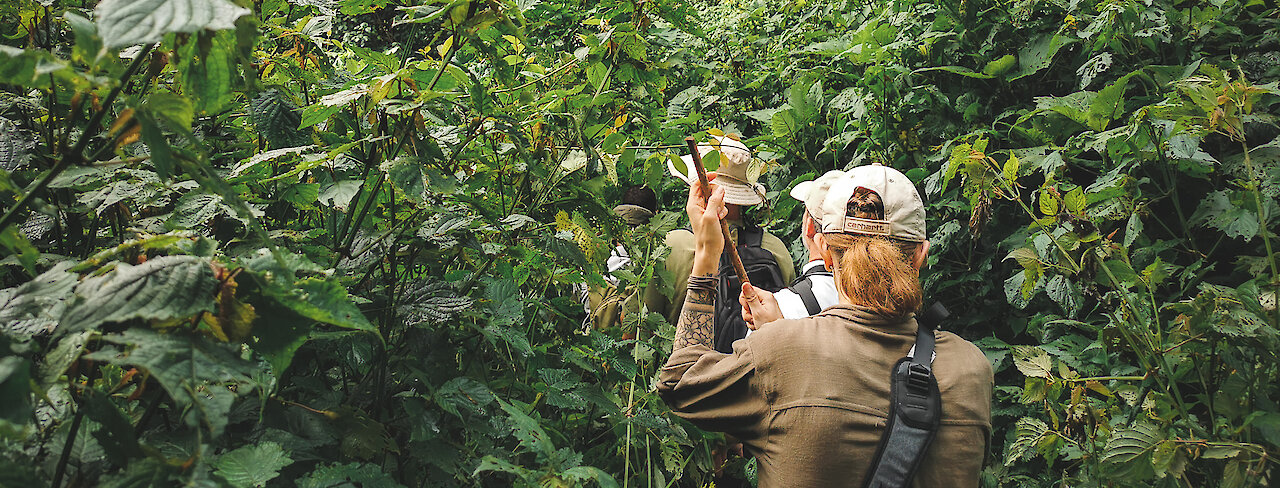 Gorillatrekking im Bwindi Impenetrable Nationalpark