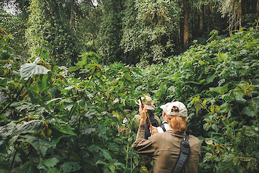 Gorillatrekking im Bwindi Impenetrable Nationalpark