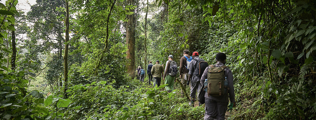 Entdeckungsreise nach Ruanda, D.R. Kongo & Uganda - Im Königreich der Primaten