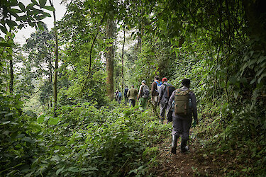 Im Königreich der Primaten - Entdeckungsreise nach Ruanda, D.R. Kongo & Uganda