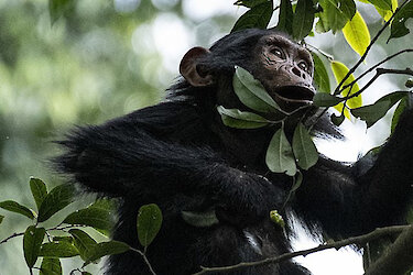 Ein Schimpansenbaby im Nyungwe Wald