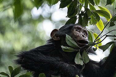 Tag 3: Schimpansen-Trekking und Weiterfahrt nach Bukavu