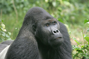 Ein Eastern Lowland Gorilla im Kahuzi-Biega-Nationalpark