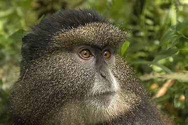 Goldmeerkatze im Volcanoes-Nationalpark