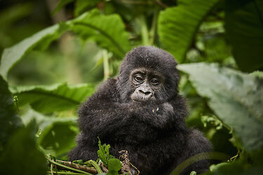 Gorillababy sitzt im Laub