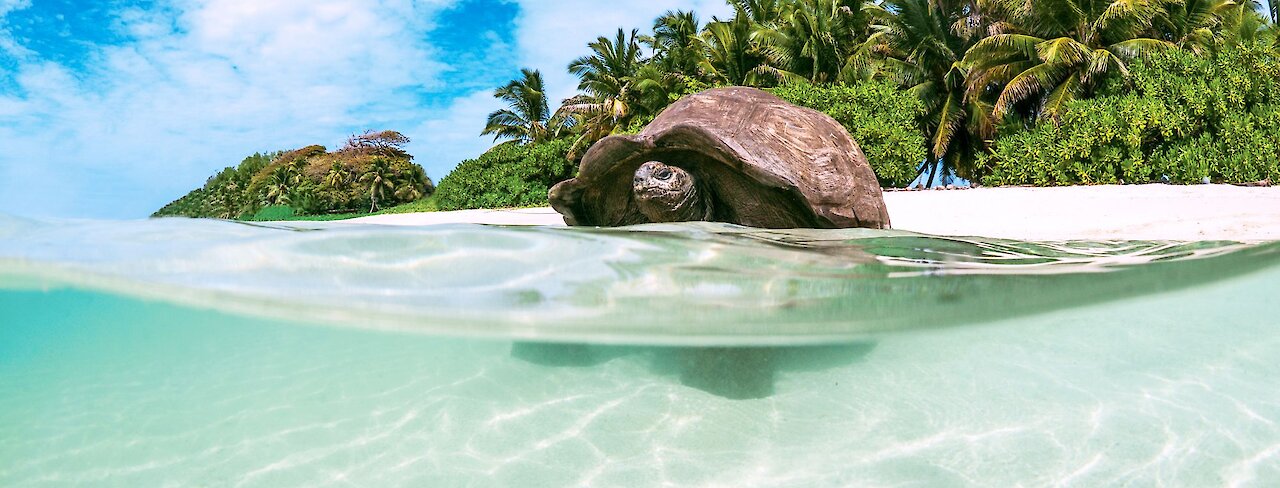 Schildkröte im Wasser. Seychellen