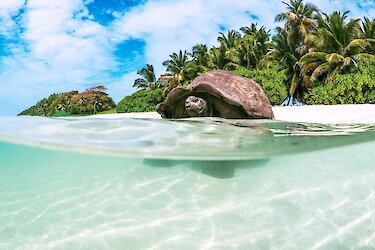 Schildkröte im Wasser. Seychellen