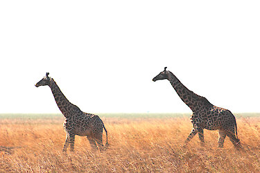 Tag 11 & 12: Safari im Katavi-Nationalpark
