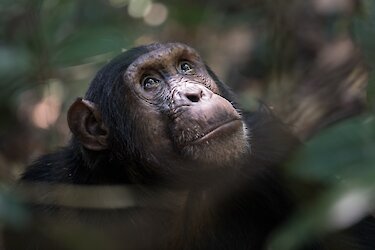 Tag 14: Schimpansen im Gombe-Stream-Nationalpark