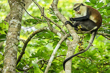Monameerkatze im Tafi Atome Monkey Sanctuary