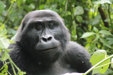 Tag 11: Gorilla-Trekking im Bwindi-Impenetrable-Nationalpark