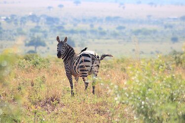 Zebra im Lake-Mburo-Nationalpark in Uganda