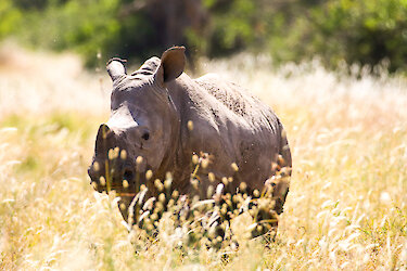 Nashorn im Feld