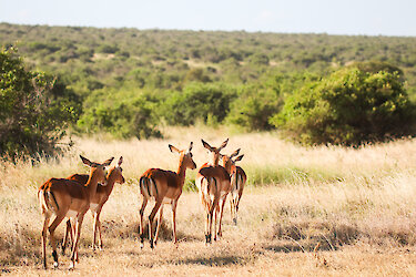 Einer Herde Impalas im Feld