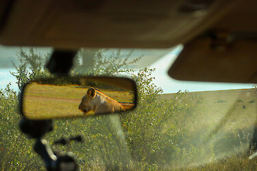 Löwin im Rückspiegel des Autos