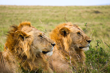 Löwen im Massai-Mara Nationalpark