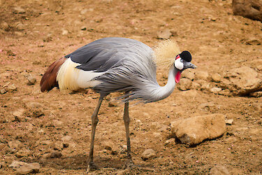 Kronenkranich im Lumo-Schutzgebiet