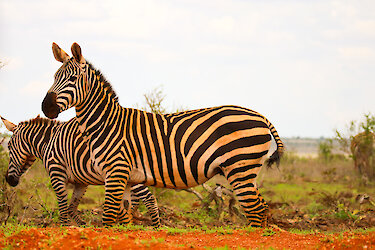 Zebras im Tsavo-Ost-Nationalpark