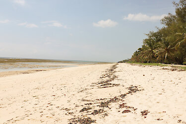 Weißer Sandstrand mit Palmen am Tiwi-Beach