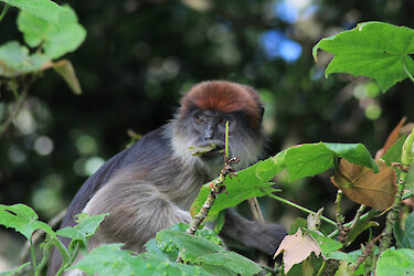 Ein roter Colobus Affe