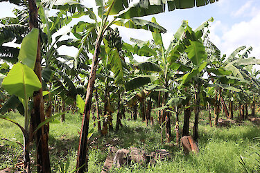 Ein Wald von Bananenpflanzen