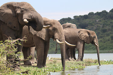 Elefanten beim trinken im Queen-Elizabeth-Nationalpark