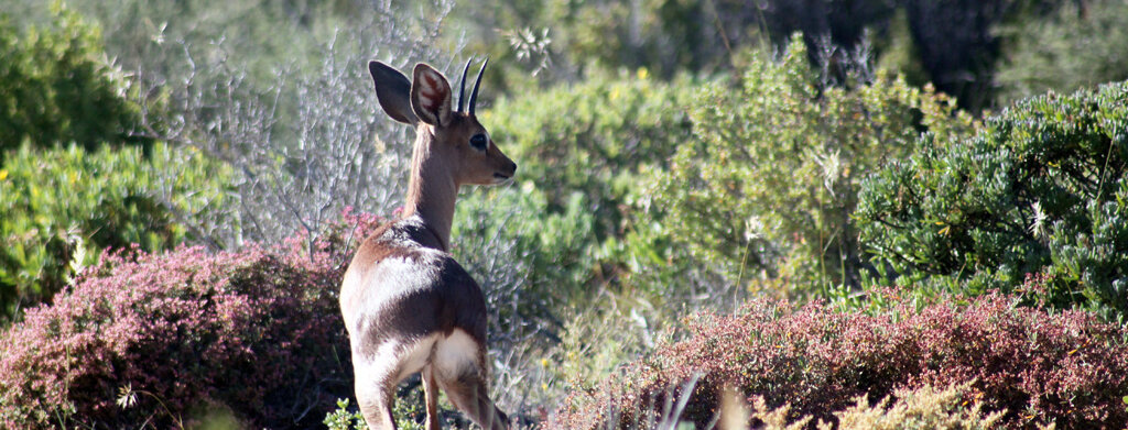 Antilope Namaqualand