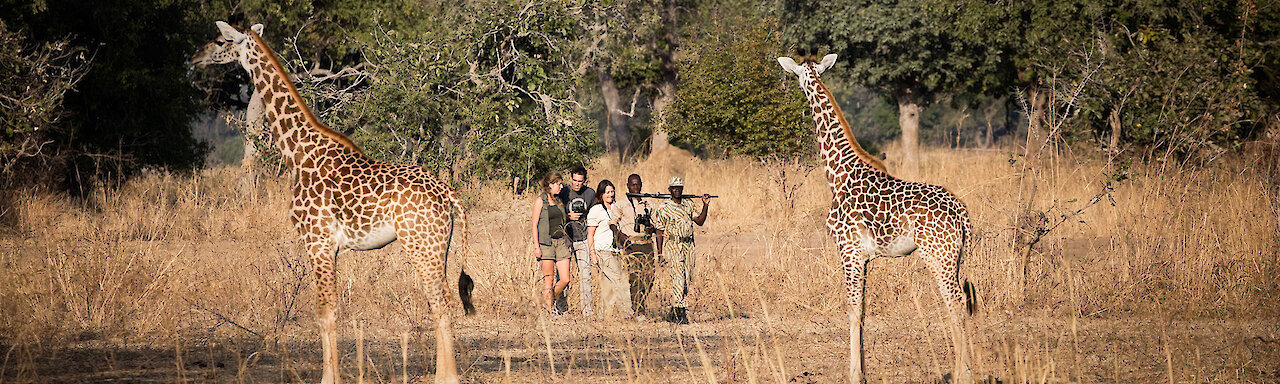 Begegnung mit Giraffen auf Wandersafari im South-Luangwa-Nationalpark