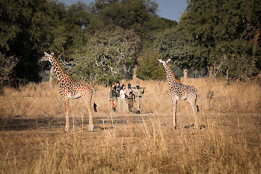 Begegnung mit Giraffen auf Wandersafari im South-Luangwa-Nationalpark