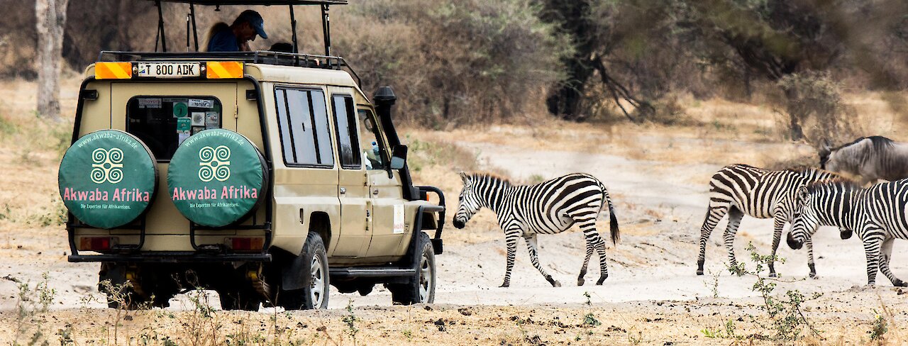 Zebras im Tarangire-Nationalpark