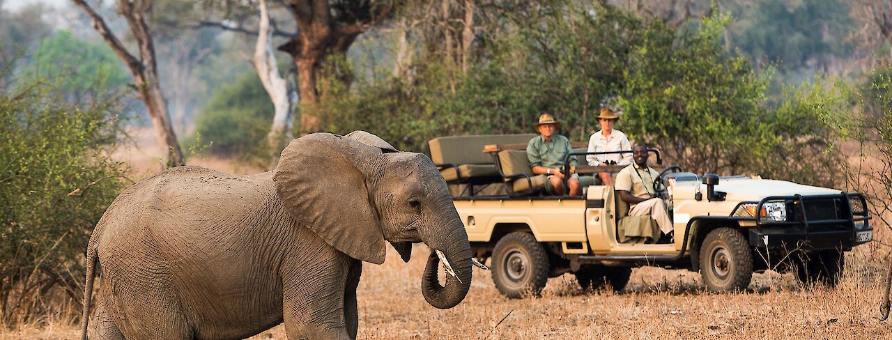 Sambia Nkwali Camp Elefant mit Safarifahrzeug.