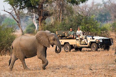 Sambia Nkwali Camp Elefant mit Safarifahrzeug.