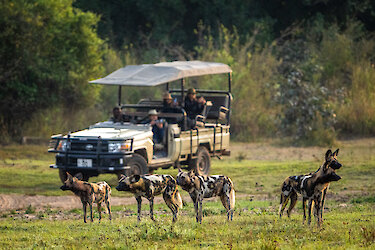 Auf Safari im South-Luangwa-Nationalpark