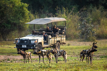 Auf Safari im South-Luangwa-Nationalpark und eine Begegnung mit Afrikansichen Wildhunden