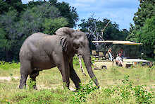 Elefant vor einem Safari Auto