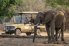 Elefant vor einem Safari Auto