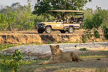 Ein Löwe im Abendlicht