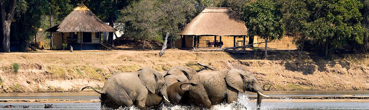 Elefantenherde im Luangwa-Fluss vor dem Nsefu Camp
