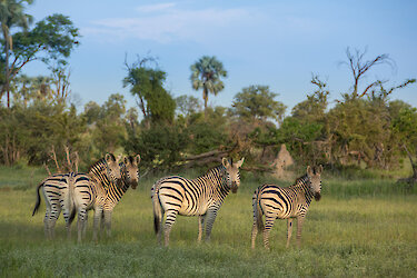 Zebras in Graslandschaft