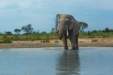 Elefant bespritzt sich mit Schlamm